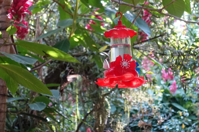 Hummingbird in flight, Jardim dos Picaflores, Iguazu, Argentina