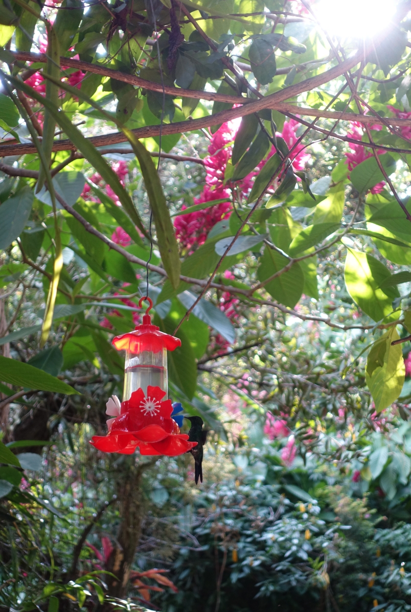 Hummingbird at Jardim dos Picaflores, Iguazu